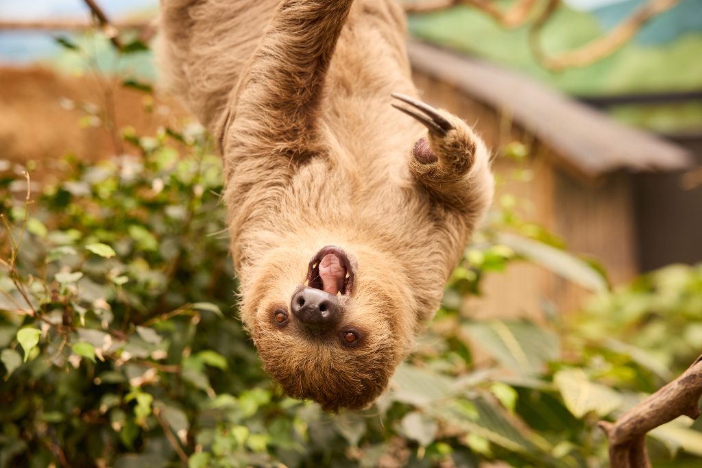 Libema Zooparc Overloon