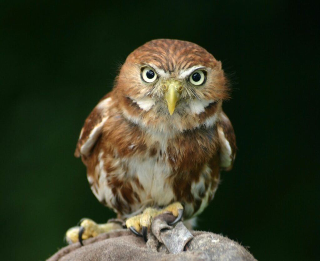 Roofvogeldemonstratie bij Falconcrest