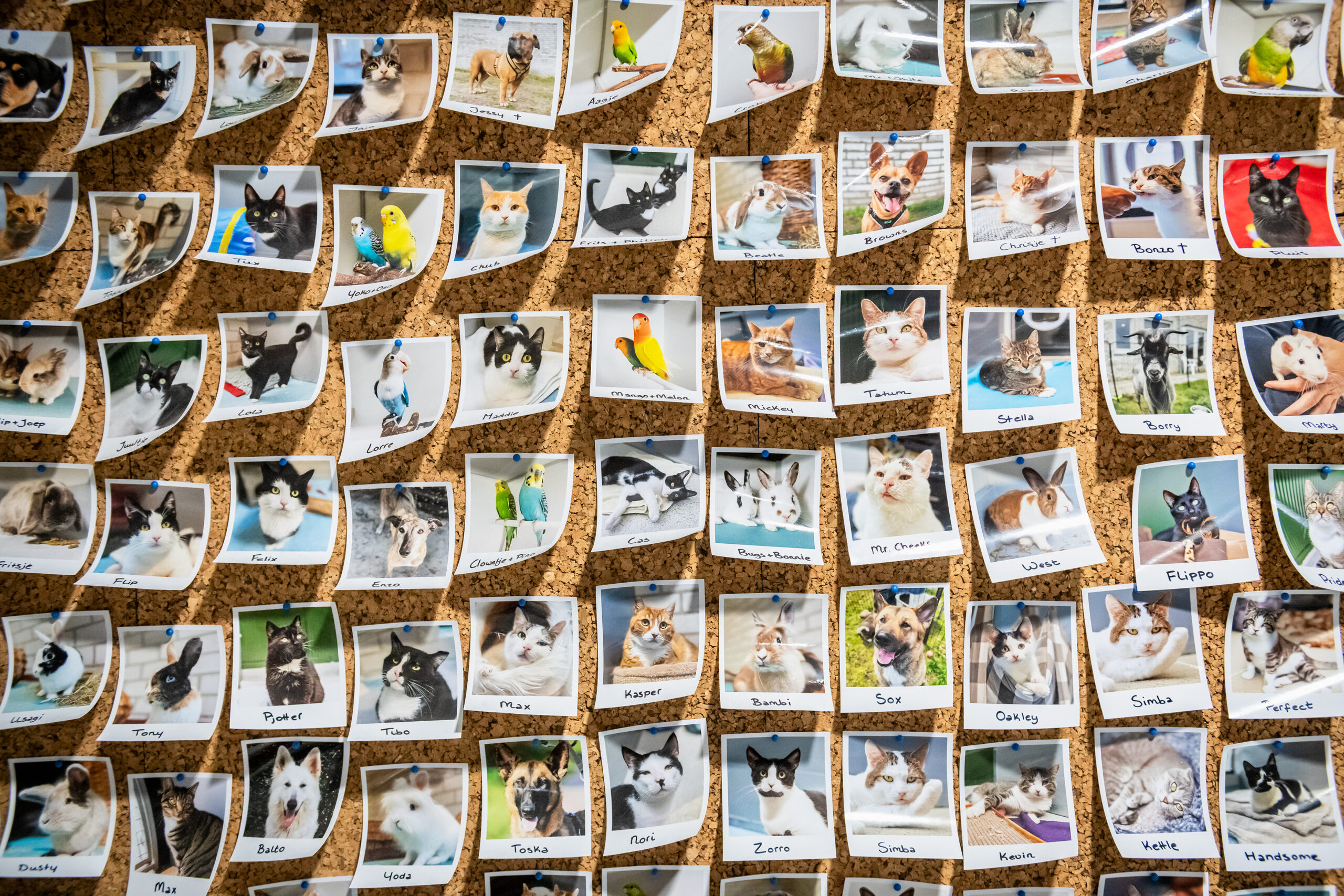 stichting Roze - wall of fame