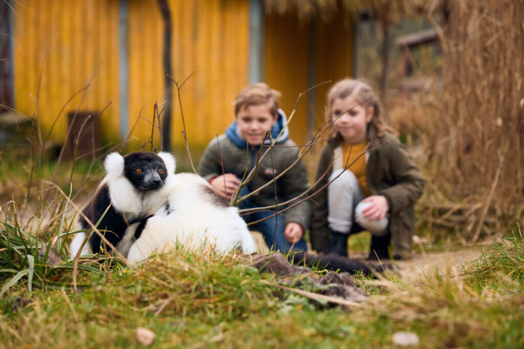 ontdekkingsreis voor het hele gezin in zooparc overloon